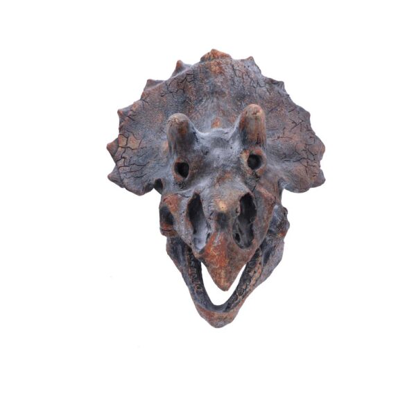 Triceratops Head - Image 7