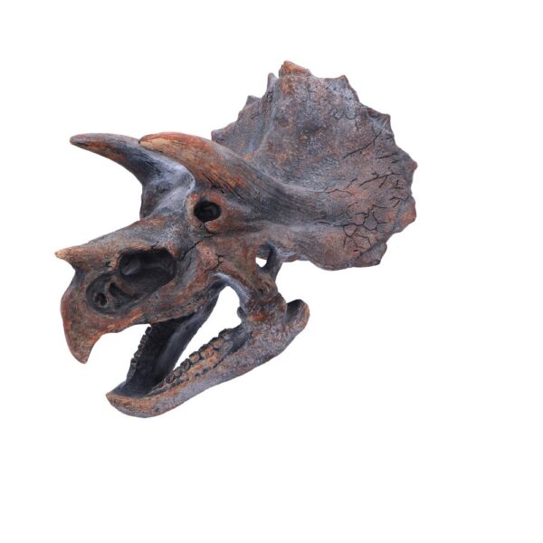 Triceratops Head - Image 2