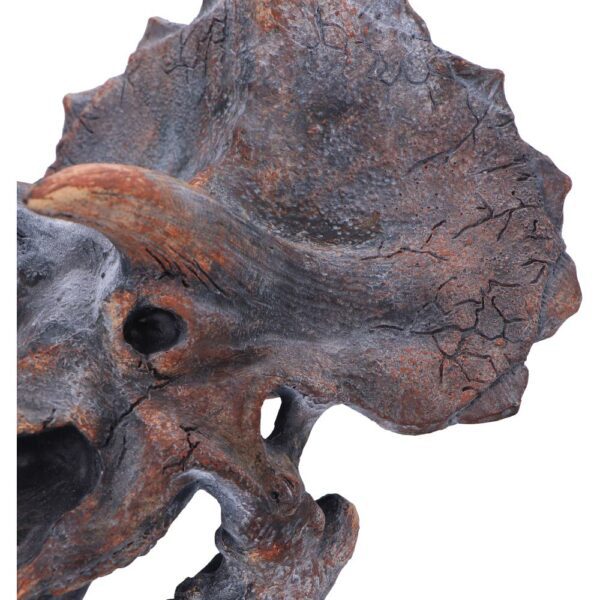 Triceratops Head - Image 4